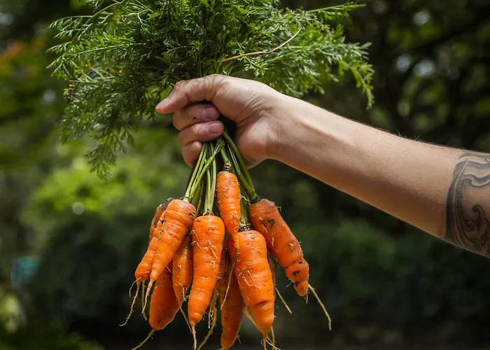 Pousada Recanto das Rosas